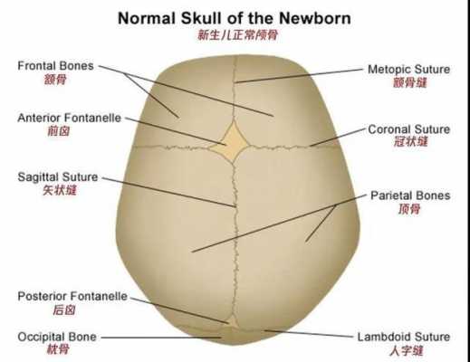 头骨发育过程（头骨发育过程图解）-图1