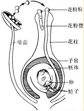 花粉受精过程动画视频（花粉受精的种类以及具体方式）-图2