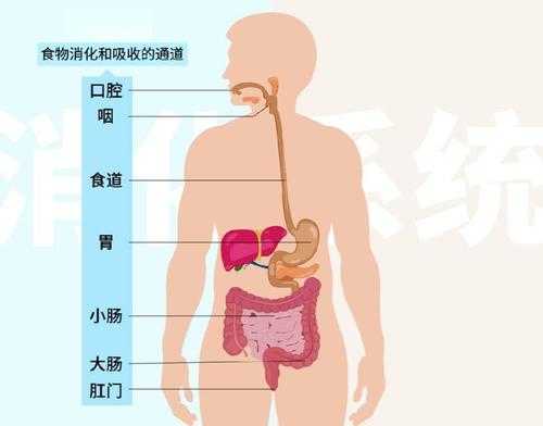 人体消化过程动画（人体的消化过程）-图1