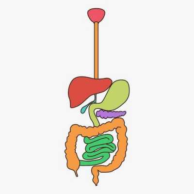 人体消化过程动画（人体的消化过程）-图3