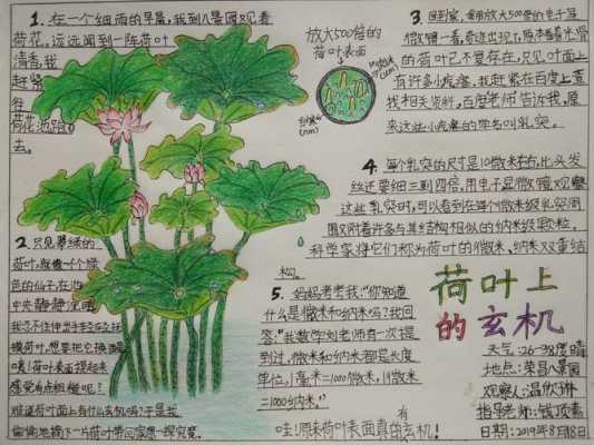 莲花的生长过程简笔画（自然笔记莲花hua 的生长过程）-图2