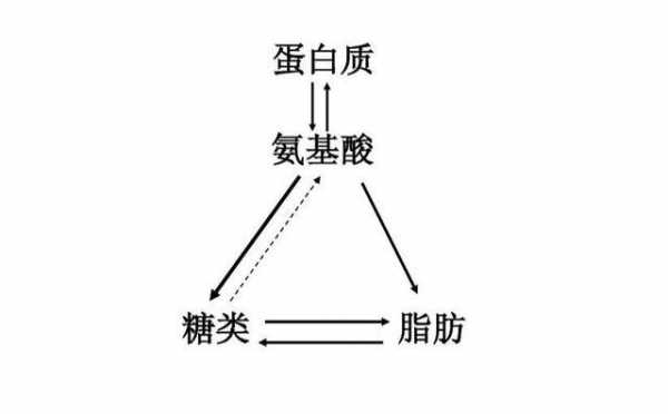 人体糖分转化脂肪过程（体内糖转化为脂肪）-图1