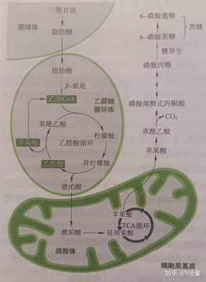 人体糖分转化脂肪过程（体内糖转化为脂肪）-图3