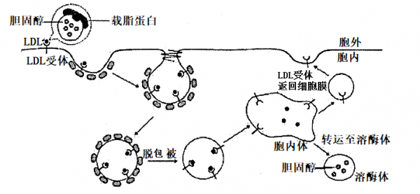 细胞吸收LDL的过程（细胞摄入ldl的方式）-图1