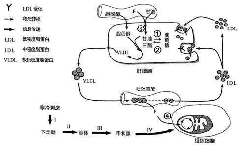 细胞吸收LDL的过程（细胞摄入ldl的方式）-图3