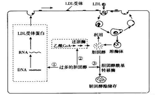 细胞吸收LDL的过程（细胞摄入ldl的方式）-图2