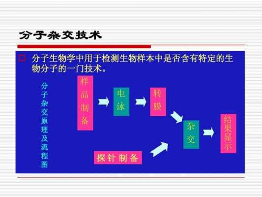 简述分子杂交实验过程的简单介绍-图1