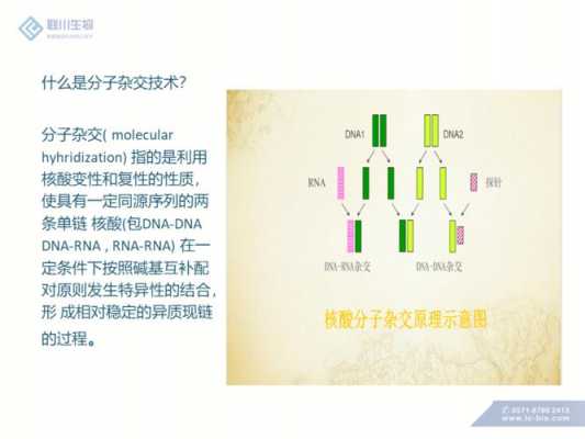 简述分子杂交实验过程的简单介绍-图2