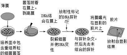 简述分子杂交实验过程的简单介绍-图3