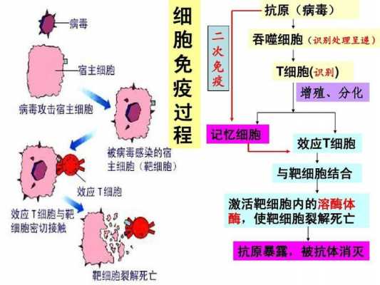 免疫过程图（免疫过程图片）-图1