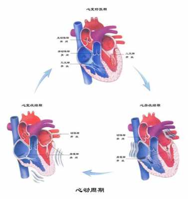 人体心脏泵血过程（心脏的泵血过程）-图2