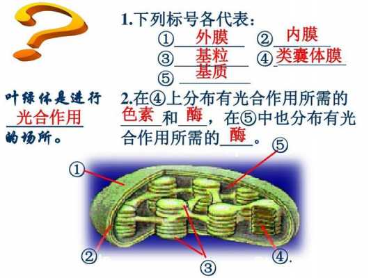 类囊体形成过程（类囊体结构图）-图1