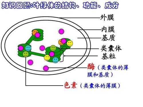 类囊体形成过程（类囊体结构图）-图3