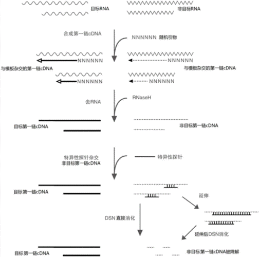 反转录法详细过程（反转录操作步骤）-图1