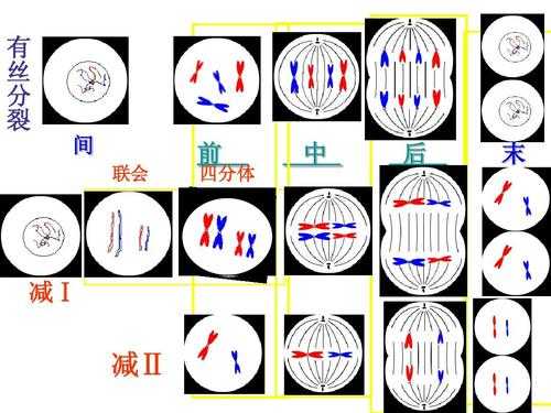 有丝分裂过程教学设计的简单介绍-图1