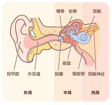 耳朵生长过程（耳朵的生长周期）-图1