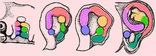 耳朵生长过程（耳朵的生长周期）-图2