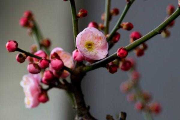 梅花生长过程（梅花生长过程图片）-图2