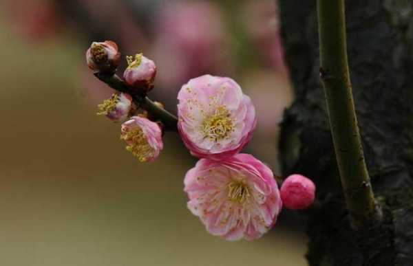 梅花生长过程（梅花生长过程图片）-图1