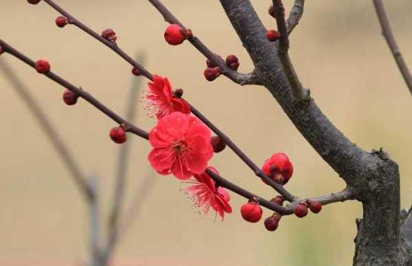 梅花生长过程（梅花生长过程图片）-图3