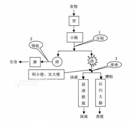 中医消化过程（中医食物消化过程）-图1