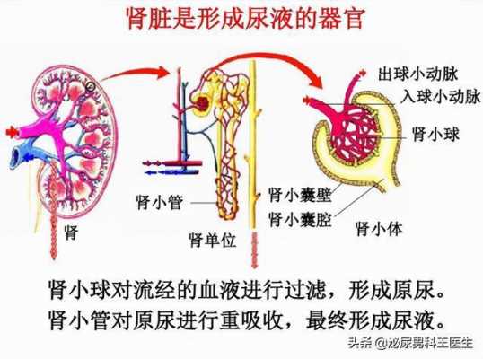 尿液生成过程详细（尿液生成全过程）-图3