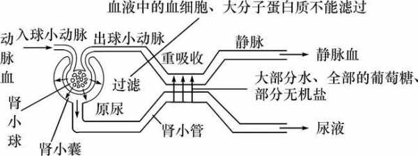 尿液生成过程详细（尿液生成全过程）-图2