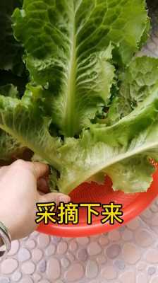 假生菜制作过程视频（假生菜制作过程视频大全）-图2