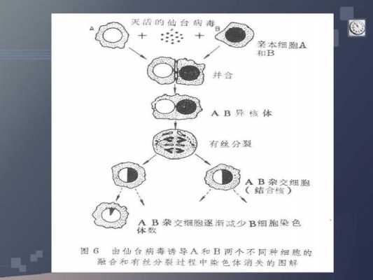 细胞融合技术过程（细胞融合技术各自的优点）-图2