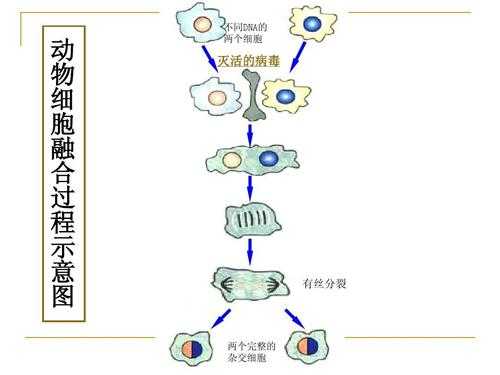 细胞融合技术过程（细胞融合技术各自的优点）-图3