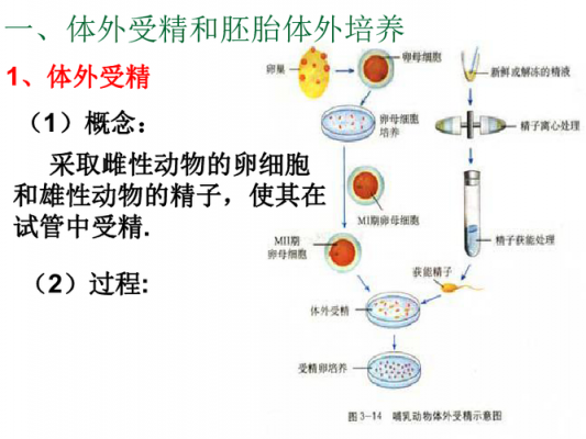 选修胚胎移植过程图解（选修胚胎移植过程图解大全）-图3