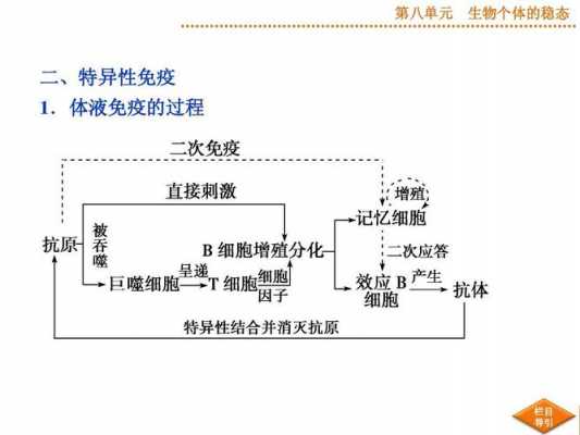 体液免疫过程视频（体液免疫讲解）-图2