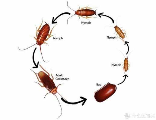 蟑螂生殖发育过程是（蟑螂生殖发育是什么）-图1