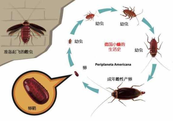 蟑螂生殖发育过程是（蟑螂生殖发育是什么）-图3