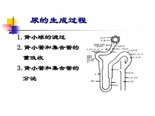 简述尿生成的基本过程（简述尿生成的基本过程,正常及三种异常尿量数值?）-图3