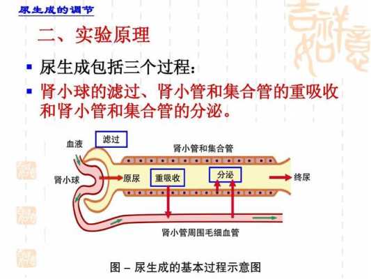 简述尿生成的基本过程（简述尿生成的基本过程,正常及三种异常尿量数值?）-图1