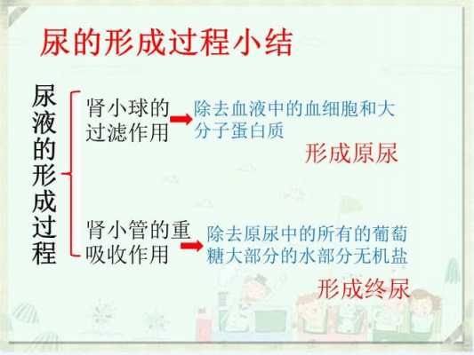 简述尿生成的基本过程（简述尿生成的基本过程,正常及三种异常尿量数值?）-图2