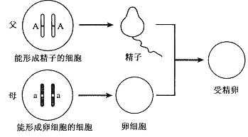 基因的传递过程图解（基因的传播）-图2