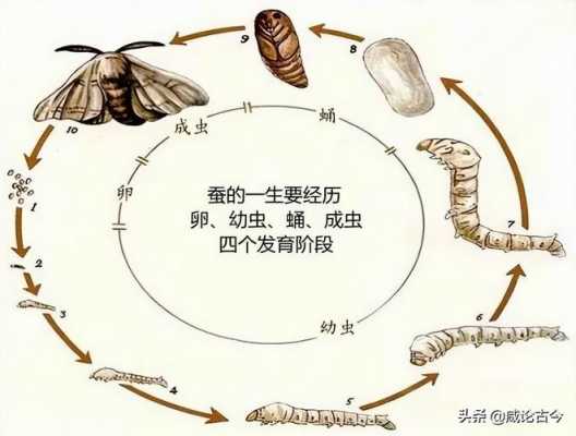 蚕在生长过程中（蚕在生长过程中身体发生了哪些变化）-图2