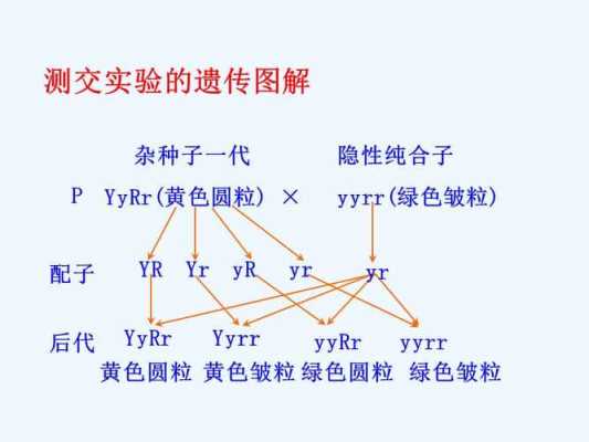 测交的过程图解（测交的基本原理）-图3