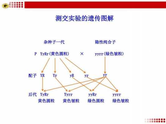 测交的过程图解（测交的基本原理）-图2