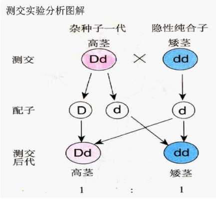 测交的过程图解（测交的基本原理）-图1