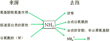 尿素的生成过程称为（尿素的生成过程及生理意义）-图3