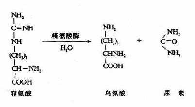 尿素的生成过程称为（尿素的生成过程及生理意义）-图2