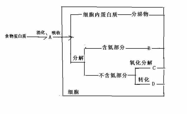 关于图示生理过程（关于图示生理过程的叙述）-图3