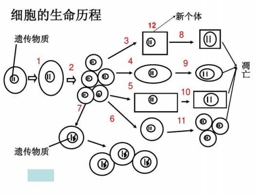 细胞的生命过程（细胞的生命过程图）-图1