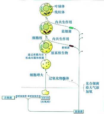 细胞的生命过程（细胞的生命过程图）-图3