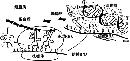 核糖体过程（核糖体的行成过程）-图1