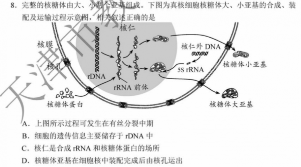 核糖体过程（核糖体的行成过程）-图2