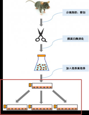 细胞传代过程细胞碎裂（细胞传代流程图）-图1